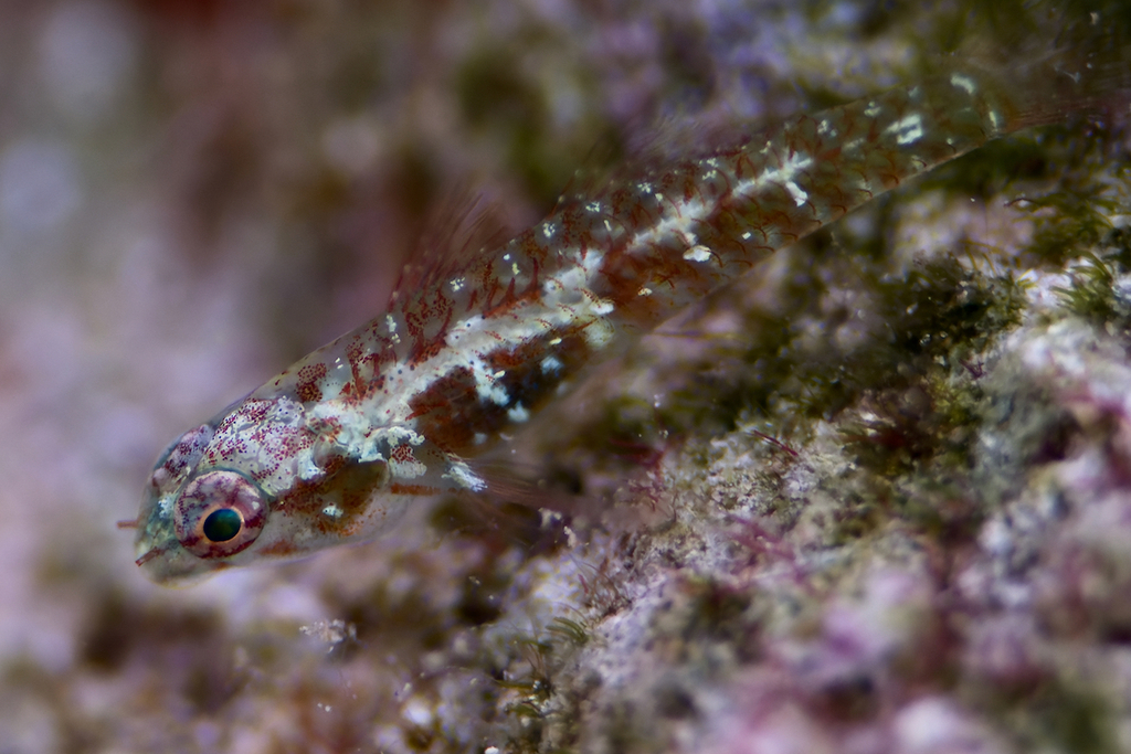 Pepperminteye Dwarfgoby