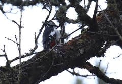 Dendrocopos major