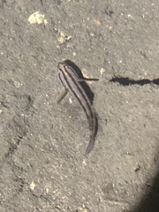 Tridentiger trigonocephalus