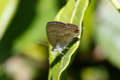 Catopyrops florinda