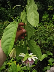 Passiflora nitida