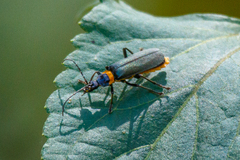Chauliognathus lugubris