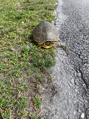 Deirochelys reticularia