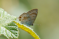 Catopyrops florinda