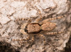 Menemerus bivittatus