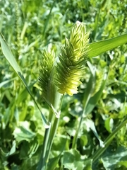 Phalaris paradoxa