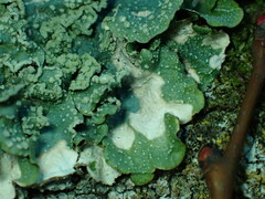 Punctelia subrudecta