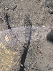 Acanthogobius flavimanus