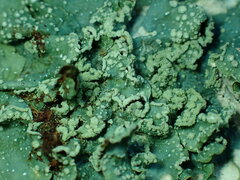 Punctelia subrudecta
