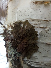 Melanohalea olivacea