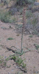 Eremurus inderiensis