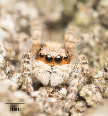 Menemerus bivittatus