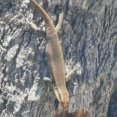 Trachylepis