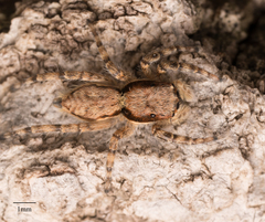 Menemerus bivittatus
