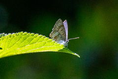 Catopyrops florinda