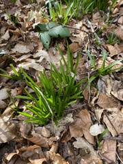 Hyacinthoides non-scripta