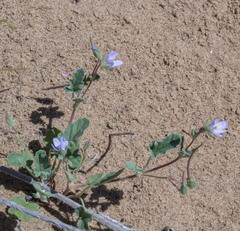 Erodium oxyrhynchum