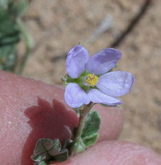 Erodium oxyrhynchum