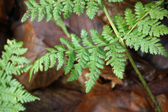 Dryopteris dilatata