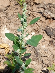 Chenopodium vulvaria