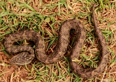 Horseshoe Pit-Viper photo 3