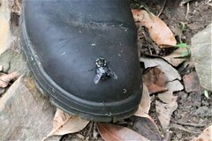 Triclista guttata