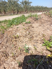 Chenopodium vulvaria