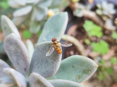 Episyrphus balteatus