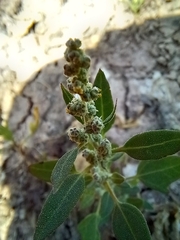 Chenopodium vulvaria