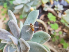 Episyrphus balteatus