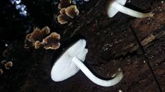 Fungi