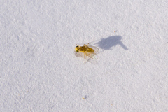 Chyromyidae