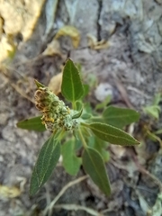 Chenopodium vulvaria
