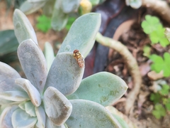 Episyrphus balteatus
