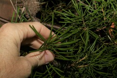Banksia collina