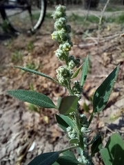 Chenopodium vulvaria