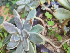 Episyrphus balteatus