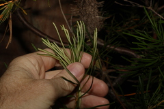 Banksia collina