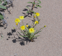 Senecio subdentatus