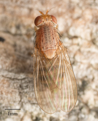 Minettia flaveola