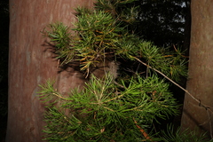 Banksia collina