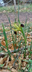 Iris tuberosa