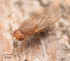 Minettia flaveola