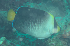 Chaetodontoplus mesoleucus