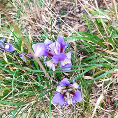 Iris unguicularis