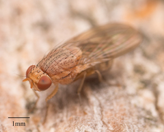 Minettia flaveola