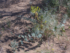 Astragalus flexus