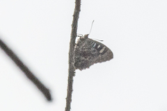 Ogyris