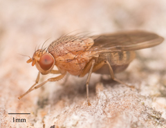 Minettia flaveola