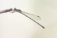 Austrolestes leda